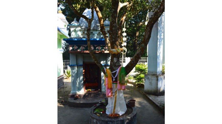 Sacred Jackfruit Tree