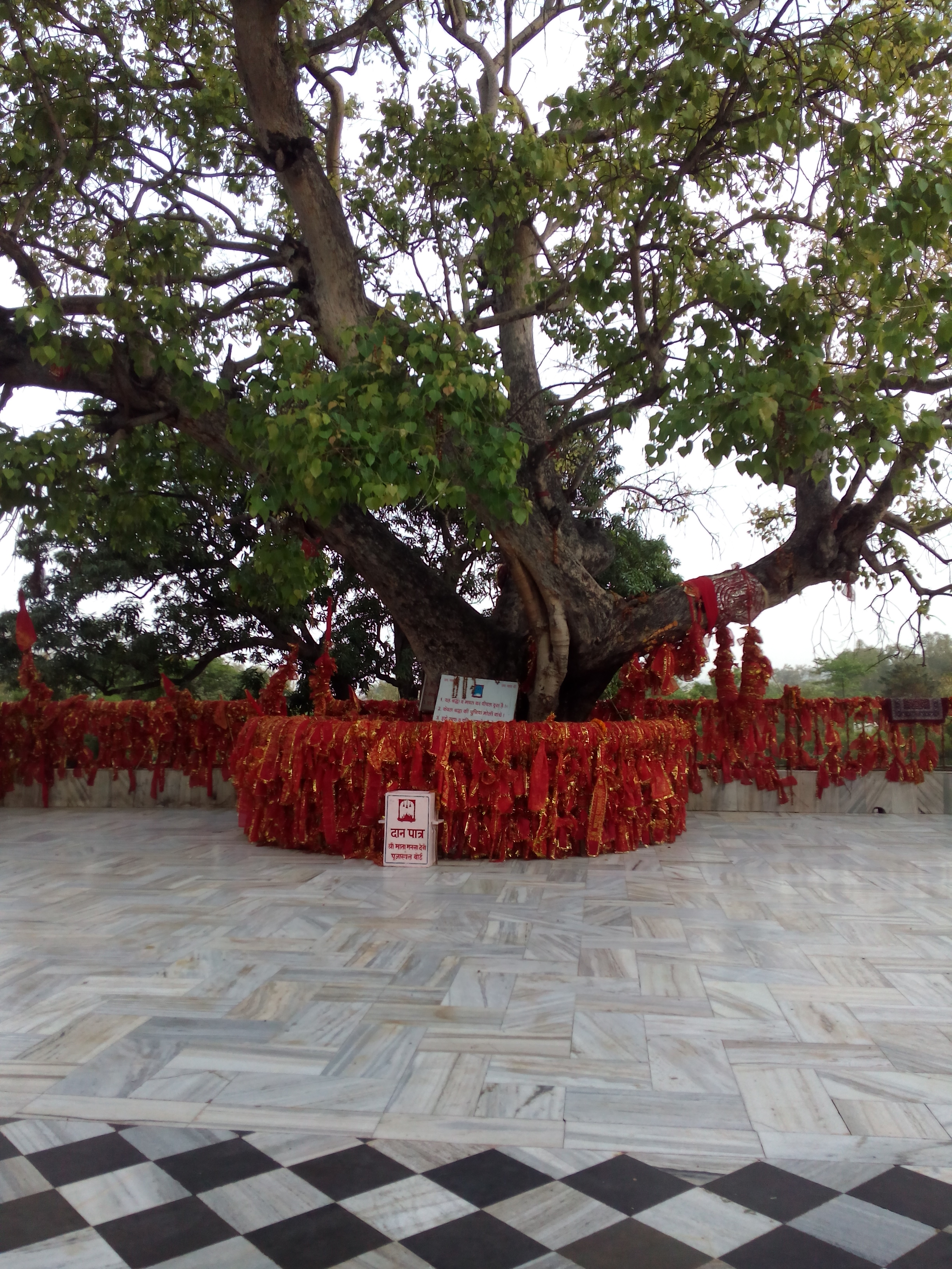 Mata Mansa Devi Mandir 8