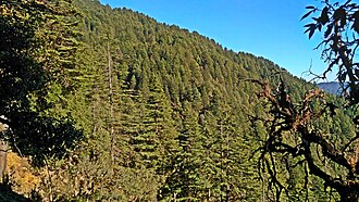 Binsar Devta 8