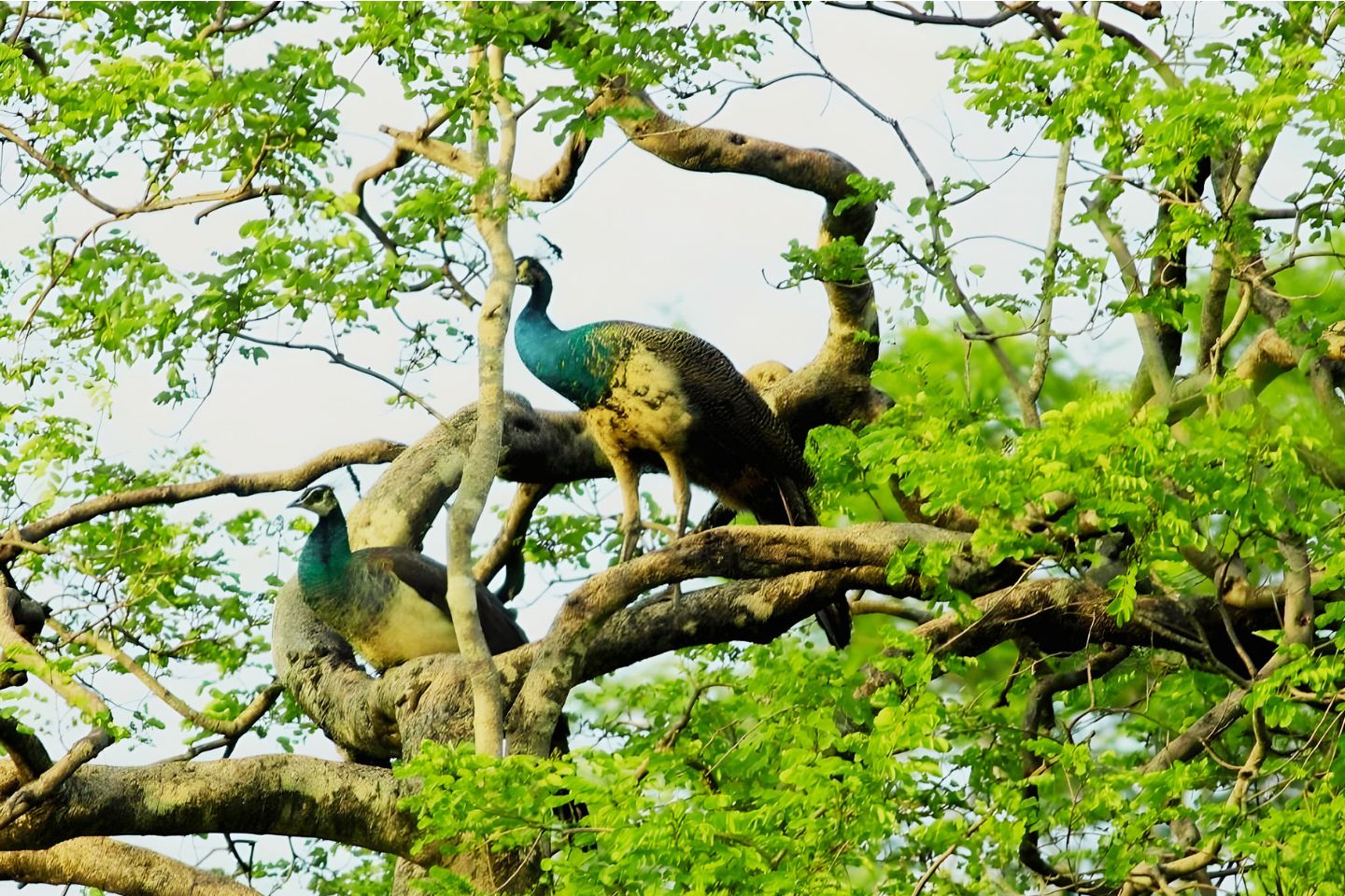 Taljai Hills