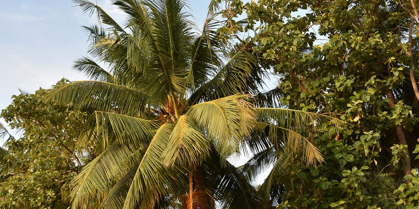 Tirundudevankudi Karkadeswarar Temple 4