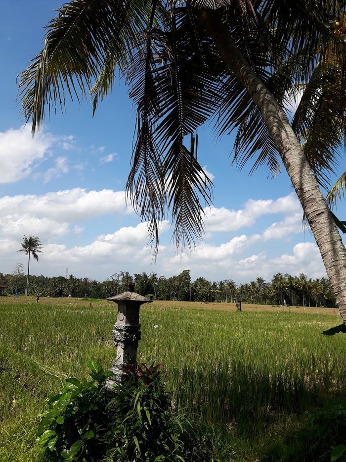 Pura Kebo Edan 5